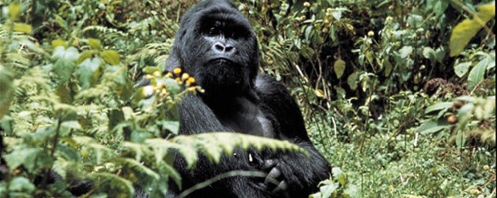 gorilla safari uganda